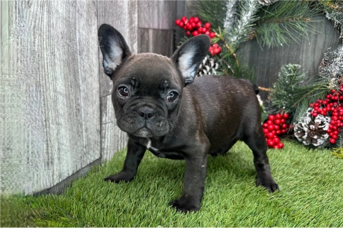 �T��ATA FRANCOUZSK�HO BULDOGA