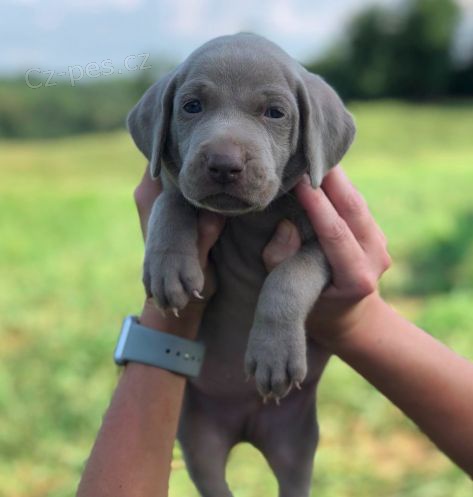 Prod�m o�kovan� a od�erven� zdrav� �t��ata v�marsk�ch oha��