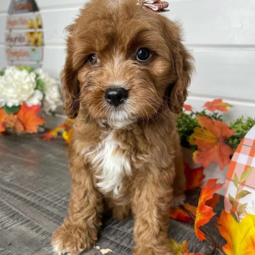 Prod�m o�kovan� a od�erven� �t��ata Cavapoo mini.