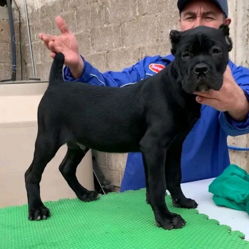 Prod�m zdrav� o�kovan� �t��ata italsk�ho Cane Corso