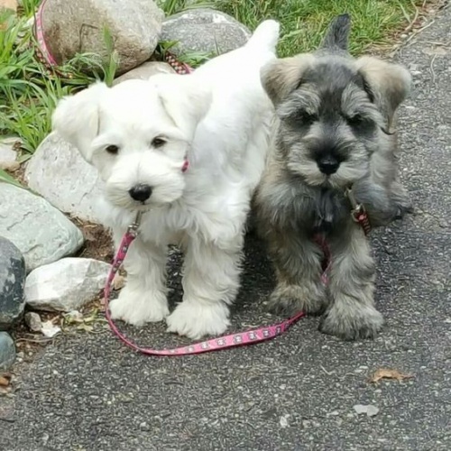 Prod�m ZDRAV�, O�KOVAN� a od�erven� �t��ata mini fenek a mal�ch kn�ra��.