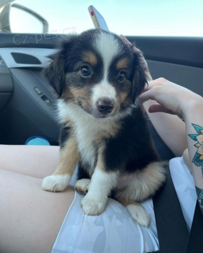 Prod�m roztomil� �t��ata australsk�ho ov��ka