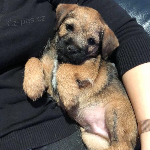 Prod�m �t��ata border teri�ra.