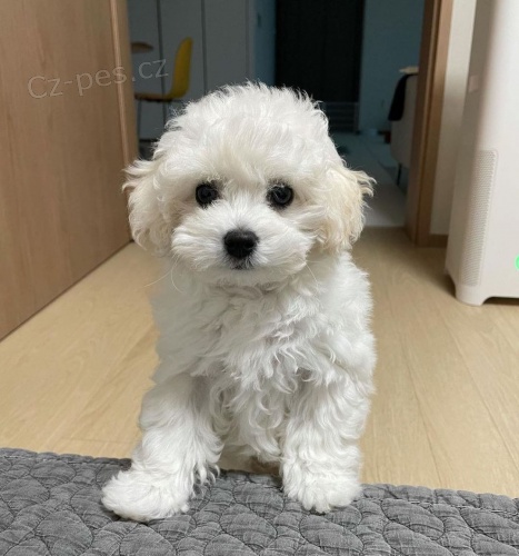 �t��ata bi�onka jsou k dispozici a p�ipravena k prodeji.