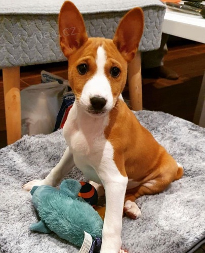 Prod�m �t��ata Basenji