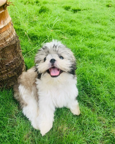 Prod�m �t��ata SHIH TZU