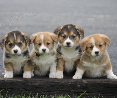 Prod�m �t��ata Pembroke Welsh Corgi.