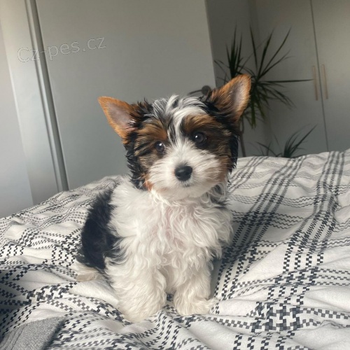 Prod�m �t��ata biewer yorkie