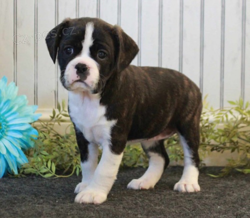 Caviston (sm�s bostonsk�ho teri�ra a kaval�r King Charles �pan�l) na prodej