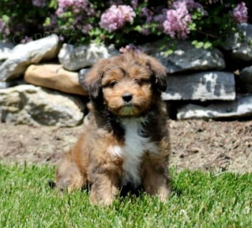 PROD�M �T��ATA �ELTIPOO