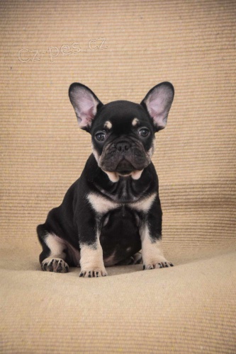 Francouzsk� buldo�ek