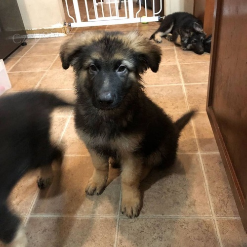 Prod�m �t��ata n�meck�ho ov��ka