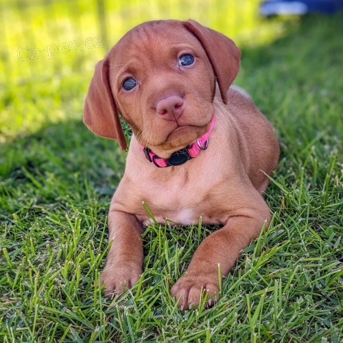VIZSLA �T��ATA K Adopci