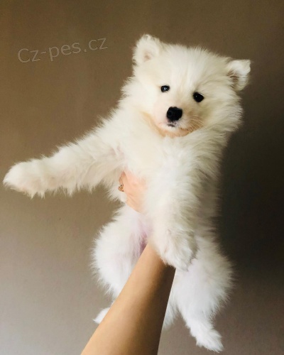 �t��ata samojeda na prodej