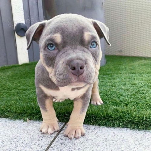 Prod�m �t��ata americk�ho pitbull teri�ra