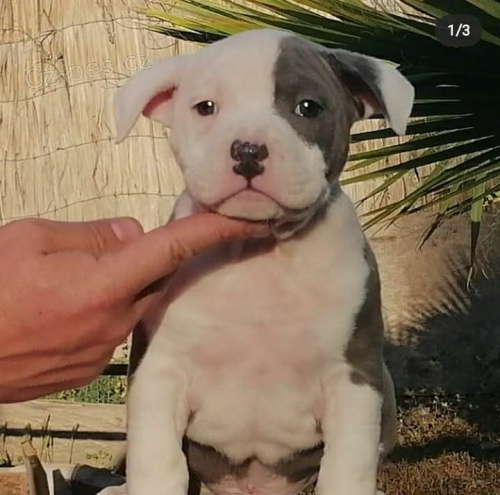 Prod�m zdrav� �t��ata staford��rsk�ho bulteri�ra