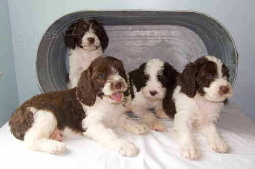 Springerdoodle �t��ata k adopci