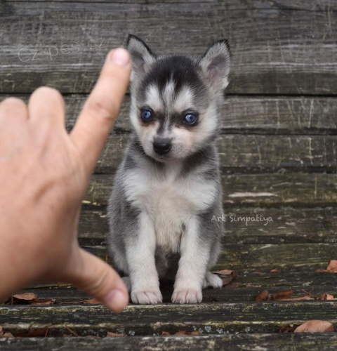 Prod�m �t��ata ALASKAN KLEE KAI