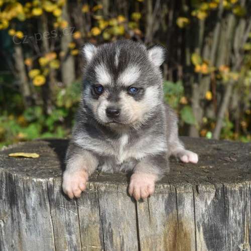 Prod�m �t��ata ALASKAN KLEE KAI
