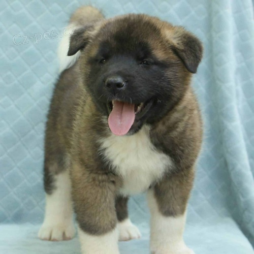 Prod�m zdrav� �t��ata akita inu