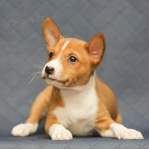 Prod�m kr�sn� o�kovan� a od�erven� �t���tka Basenji