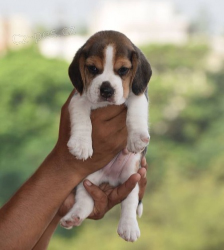 Kr�sn� a rozko�n� �t��ata b�gla k dispozici a p�ipravena k prodeji.