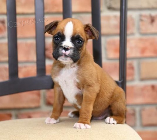 Prod�m �t��ata n�meck�ho boxera.