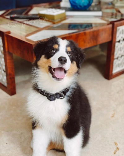 Prod�m roztomil� �t��ata australsk�ho ov��ka