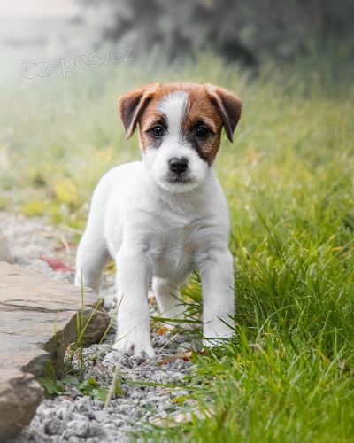 Prod�m �t��ata jack russell teri�ra.