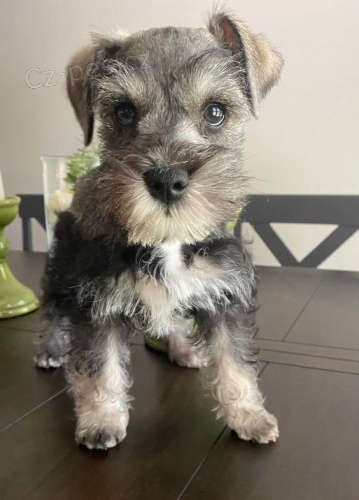 Prod�m ZDRAV�, O�KOVAN� a od�erven� �t��ata mini fenek a mal�ch kn�ra��.