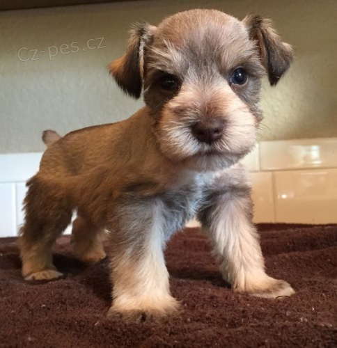 Prod�m �t��ata mini feny a mal�ho kn�ra�e.