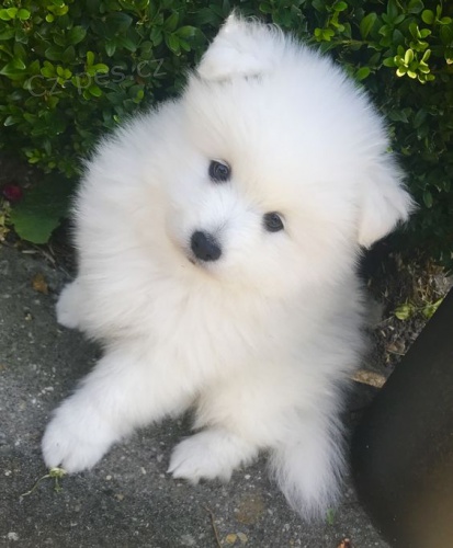 Hygienicky vy�kolen� miniaturn� �t��ata pomeranian� na prodej.