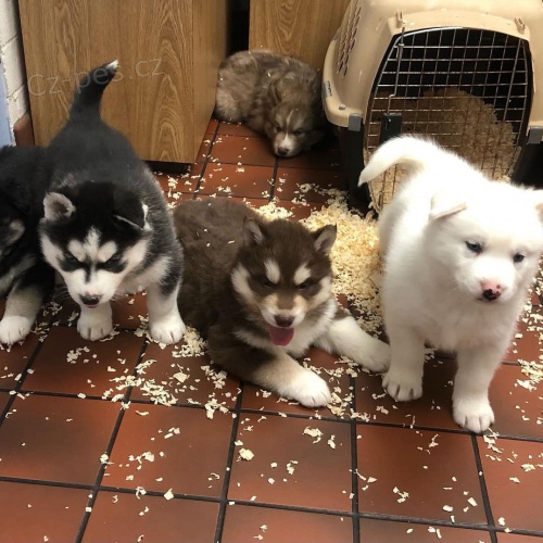 Prod�m �t��ata Pomskies (k��enec sibi�sk� husky a pomeranian)