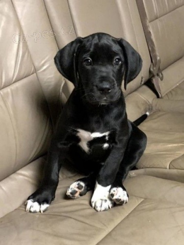 Prod�m �ern� o�kovan� �t��ata n�meck� dogy