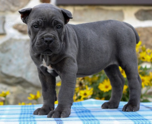 Prod�m �t��ata italsk�ho Cane Corso