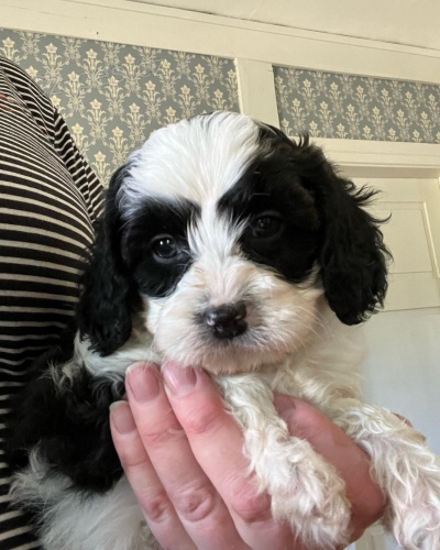 Prod�m o�kovan� a od�erven� �t��ata Cavapoo mini.