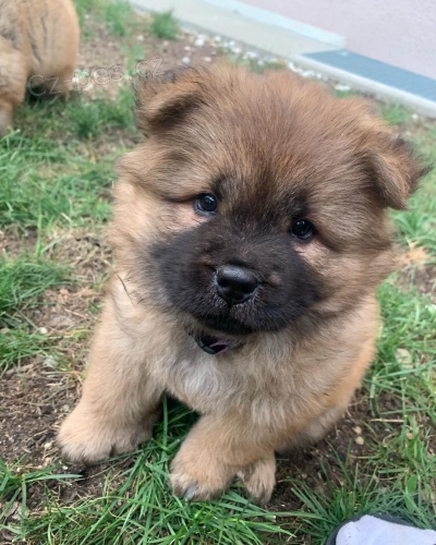 �au �au(chow chow) �t��ata na prodej.