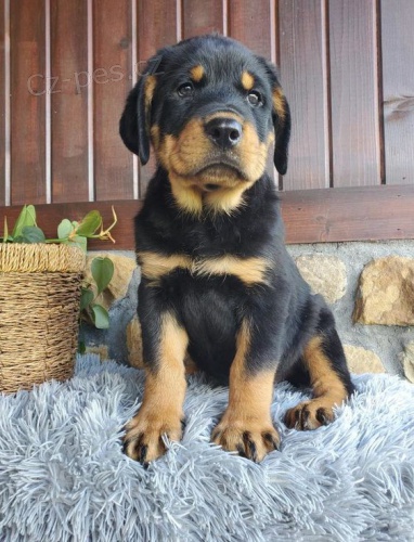 Prod�m miniaturn� �t��ata rotvajlera.