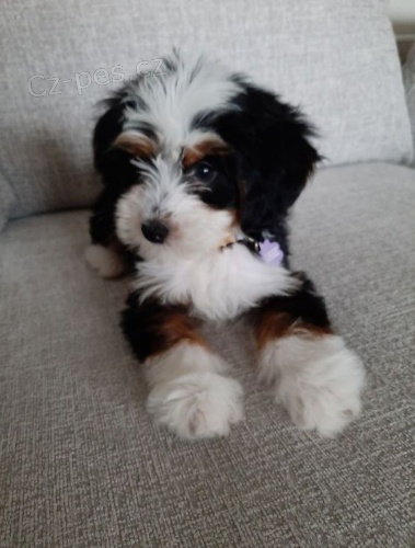 Prod�m �t��ata mini hra�ek Bernedoodle.