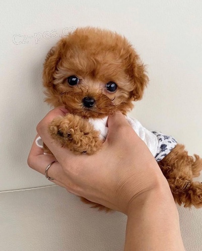 mini �t��ata toy pudl k adopci.