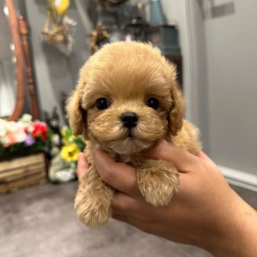 mini �t��ata toy pudl k adopci.