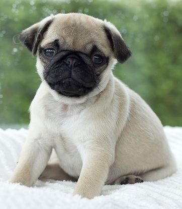 Kr�sn� b�ov� a �ern� fenka a pes o�kovan� �t��ata mopse na prodej