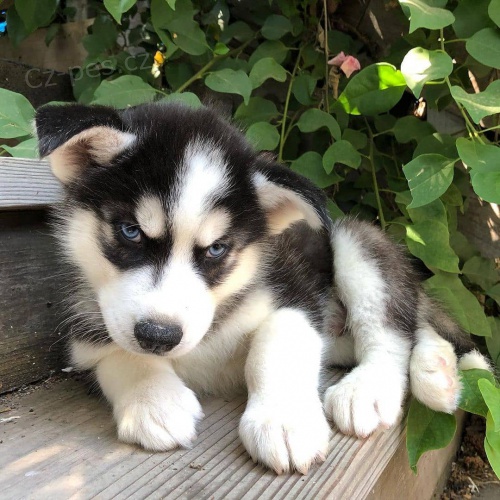 Prod�m rozko�n� �t���tka sibi�sk�ho huskyho s kr�sn�ma modr�ma o�ima.