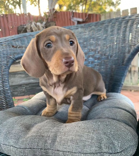 Prod�m trpasli�� �t��ata jezev��ka hladkosrst�ho