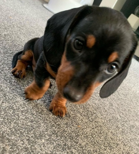 Prod�m trpasli�� �t��ata jezev��ka hladkosrst�ho