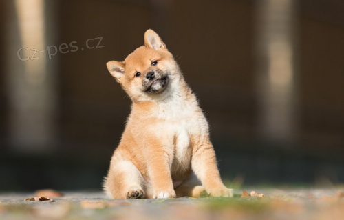 �T��ATA MINI SHIBA INU
