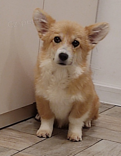 Pembroke Welsh Corgi �t��ata