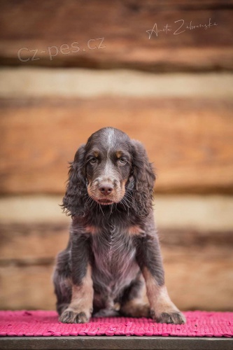 Pikardsk� oha� dlouhosrst�