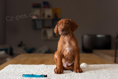 Rhod�sk� ridgeback - �t��ata