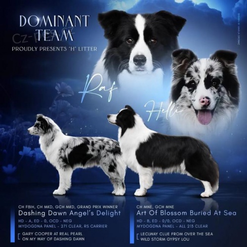 Border kolie �t��ata